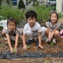 아이비 유치원 텃밭관찰하기 - 자연체험 활동 이미지