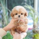 복이애견샵 | 울산동구애견샵 합리적인 비용의 분양처