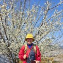 율포솔밭해변1 이미지