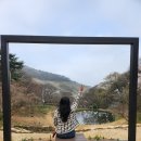 배롱나무거리 | 4월 서산 가볼 만한 곳 문수사 100년 목련과 배롱나무 겹벚꽃 개화 시기