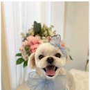 몽몽이 애견미용 이미지
