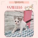 헬로펫 효자점 이미지