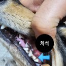 펫스마일 - 남동구 논고개로123번길 35 | 펫스마일 치약 (강아지, 고양이)