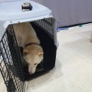 개 친절 펫택시 이미지