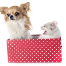 강아지와 고양이 이미지