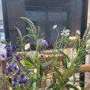 꽃꽂이 초.중급 이미지