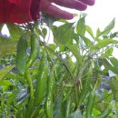 청춘고추 이미지