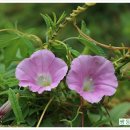 쌍둥이네농장 이미지