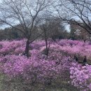 동산애견 이미지