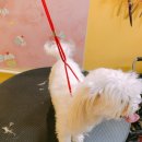 퍼피몽몽 이미지