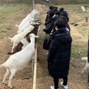 어미들 농장 이미지