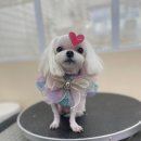 몽가펫 | 경산 옥곡동 애견미용샵 ‘몽가펫’ 방문 후기