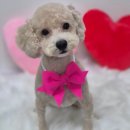 아모르 댕 이미지