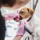 부평종합동물의료센터 이미지