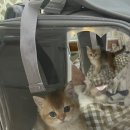 라온캐터리 이미지