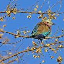 나무와 새 이미지