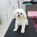 개멋지냥 이미지