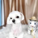 도꾸살롱 이미지