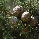 잣나무집 이미지