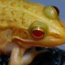 황금개구리 이미지