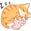 조이 애견 유치원 이미지