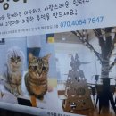 하늘을 걷는 고양이 카페 네이버블로그