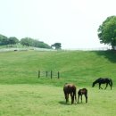 천리목장 이미지