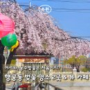 경기도 수원시 팔달구 정조로777번길 | [수원 벚꽃] 행궁동 능수벚꽃 산책 코스:[26.04.03 실시간 업데이트]팔달산 터널 명당과 유모차 꿀팁...