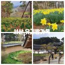 이가옥 | 서산 유기방가옥 다녀온 후기｜수선화 개화 상황 (4월 초)