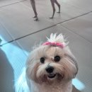 B&B(바비브라운 비숑프리제) | 울산애견유치원 전문 <바비브라운 비숑프리제>아이 돌봄 후기