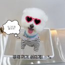호텔드림 | 부산 서면 애견호텔 추천 🐾 믿고 맡길 수 있는 ‘도그드림’ 내돈내산 후기!