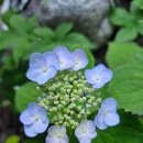 내린천펜션계곡사랑 이미지