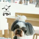 한강펫살롱 이미지