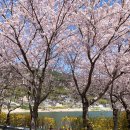 벚꽃마을경로당 이미지