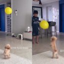 꼬마펫