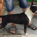 바우와우 이미지