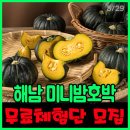 파랑새농산물유통 | [파랑새유통] 해남 미니밤호박 4kg 무료체험단 모집