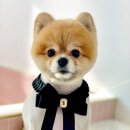 위드미펫살롱 이미지