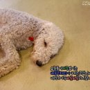 아이러브퍼피 이미지