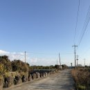 삼양농장 | 🍊 제주도 귤따기 체험 [텐저린267 체험 농장] 내돈내산 제주감귤 체험 후기