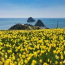 봄꽃 만끽하러 꼭 가봐야하는 부산 바다와 봄꽃 여행지 이미지