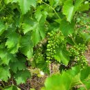 청포도공인중개사사무소 이미지