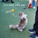 심쿵간식 | 영흥도 고양이역 카페, 입구부터 심쿵! 서울 근교 이색 카페 나들이