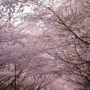 미스박 | 광주 근교 나주 경현리 미스박커피 후기(벚꽃구경)