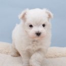 오목교역 6번출구 이미지