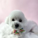 비비펫 살롱 이미지