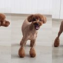 멍뭉이 미용실 이미지