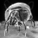 House dust mite 이미지