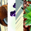 베나레스(Benares) 이미지