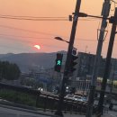 곰취 보러 같다 왔어요 이미지